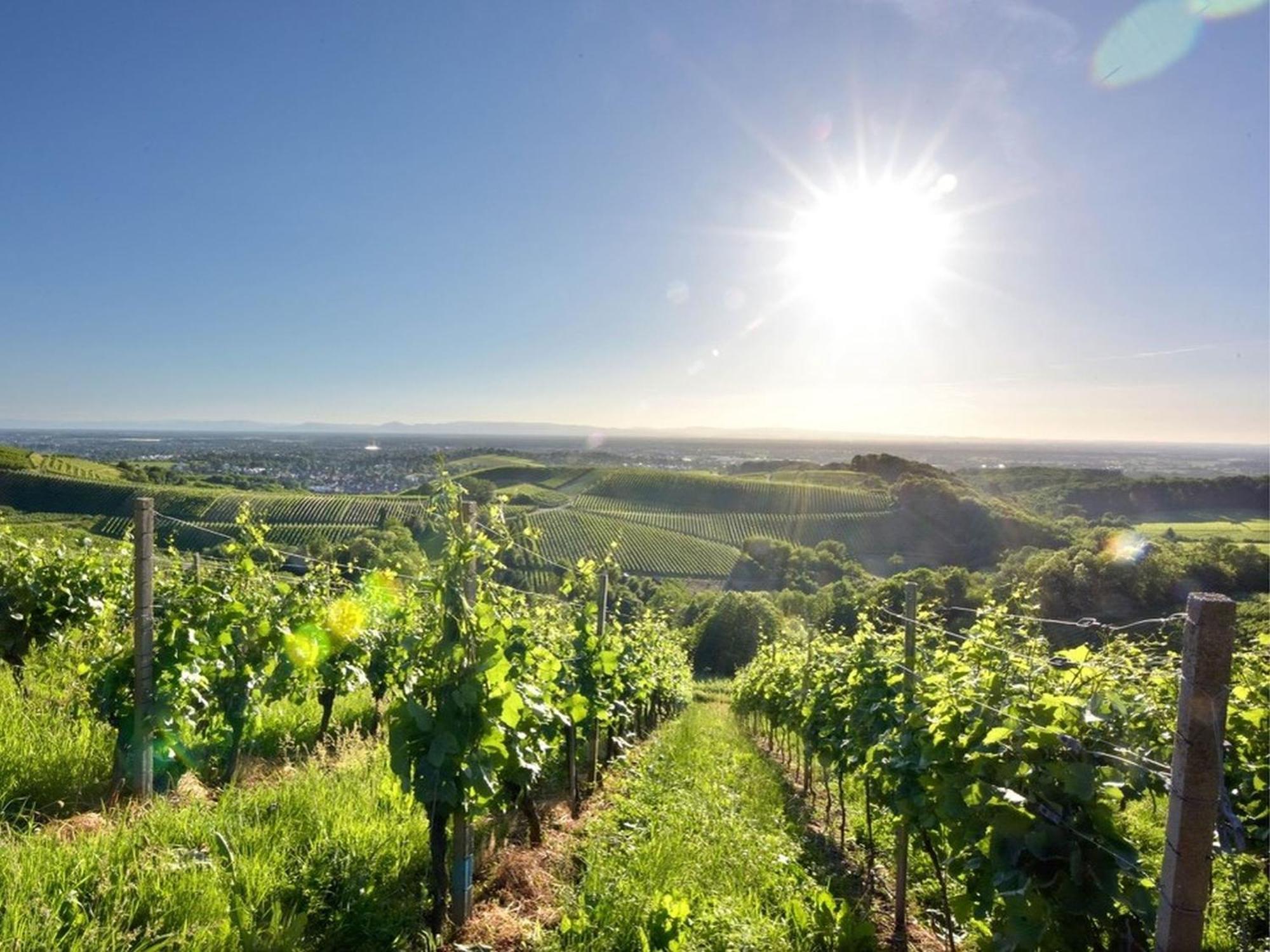 Ferienwohnungen Weingut Pieper Basler Offenburg Buitenkant foto